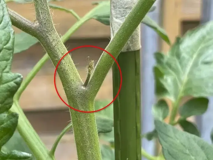 Das Bild zeigt einen Geiztrieb zwischen dem Hauptast der Tomatenpflanze und einem seitlichen Trieb