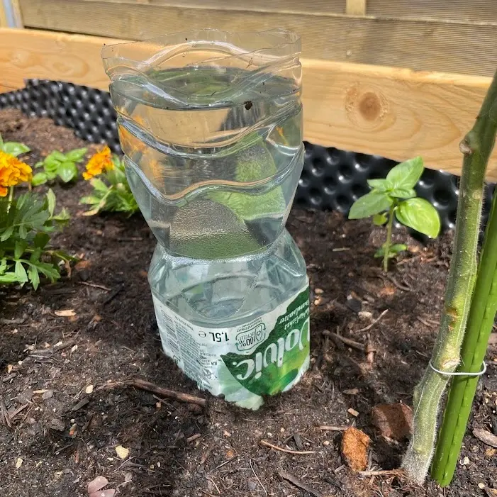 Das Bild zeigt ein Beet, in das eine Flasche kopfüber und mit abgetrenntem Boden eingegraben wurde als Bewässerungshilfe