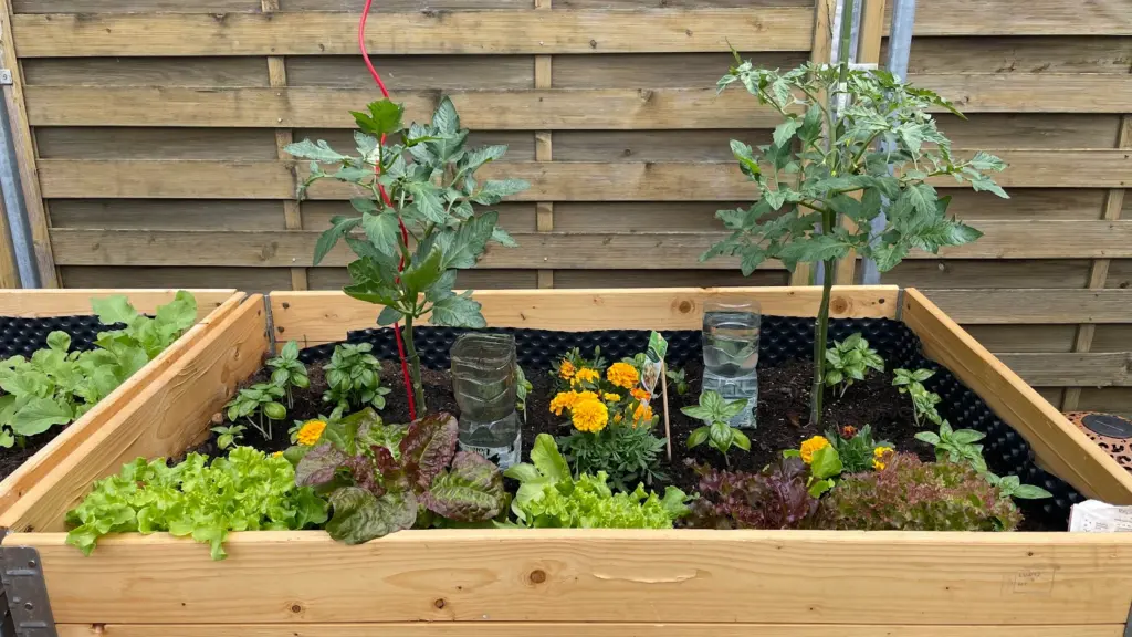 Das Bild zeigt ein Hochbeet mit Tomatenpflanzen, Tagetes, Basilikum und Salat.