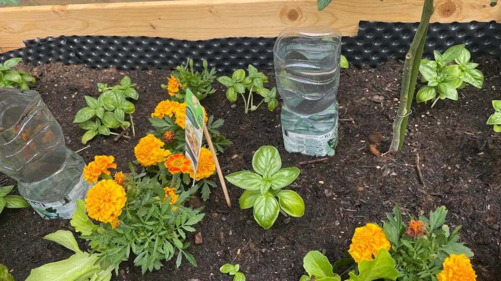 Das bild zeigt ein Hochbeet mit zwei Tomatenpflanzen und dazwischen Tagetes und Basilikum