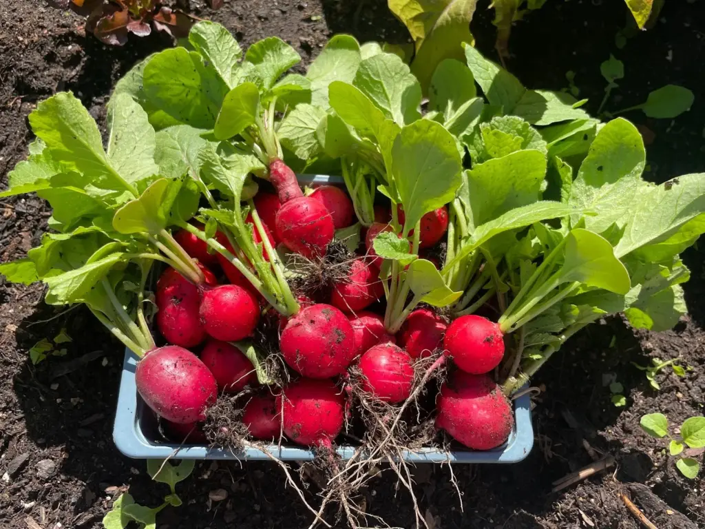 Eine Schale frisch geernteter Radiesschen mit Blättern und Wurzeln in einem Beet