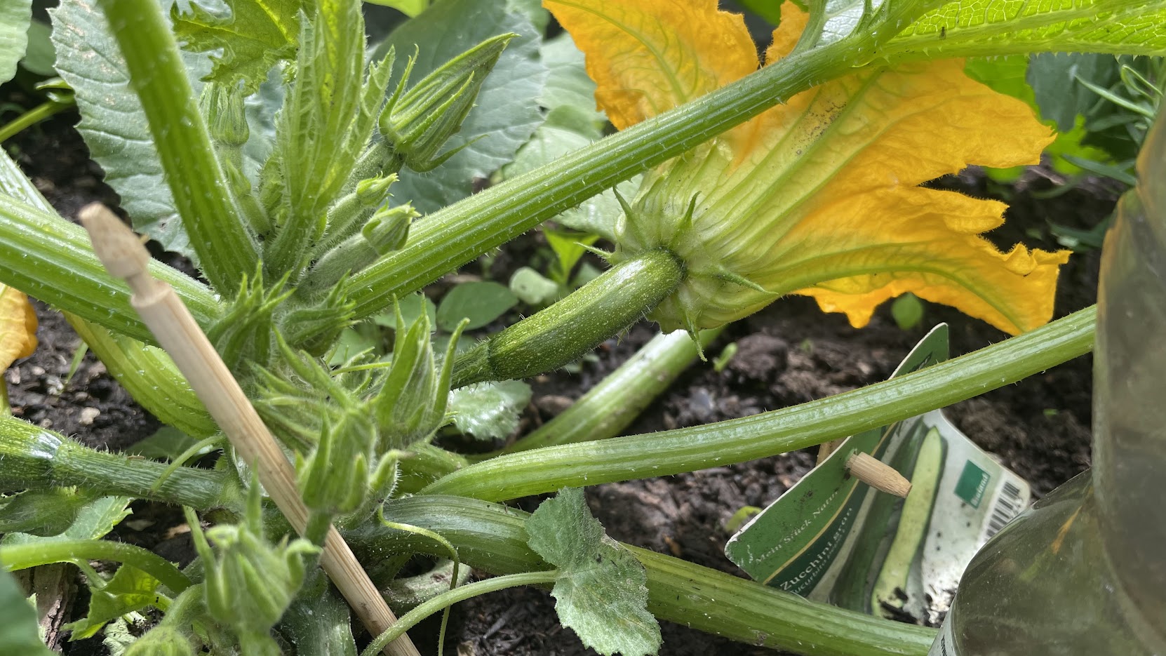 Nahaufnahme einer kleinen grünen Zucchini-Frucht direkt neben der gelben Blüte an einem Stängel im Garten