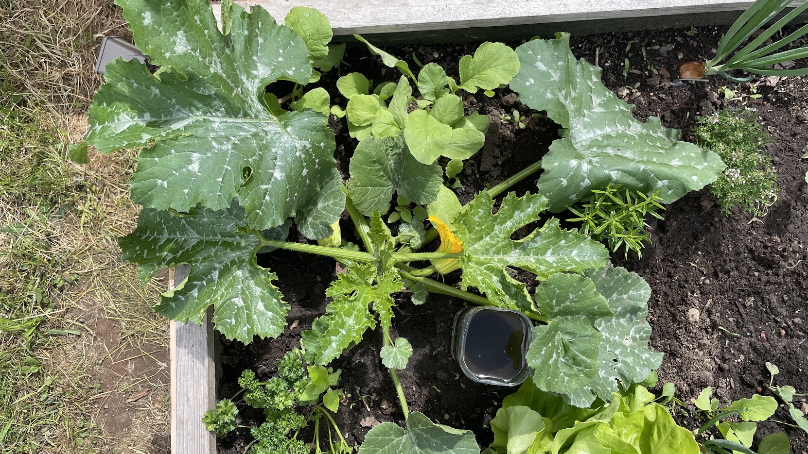 Vogelperspektive auf eine Zucchinipflanze mit großen silbergrün gefleckten Blättern und gelber Blüte im Hochbeet